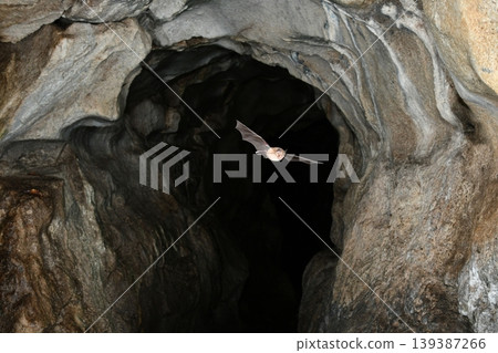 Lesser horseshoe bats flying through a cave 139387266