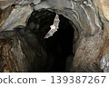 Lesser horseshoe bats flying through a cave 139387267