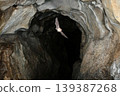Lesser horseshoe bats flying through a cave 139387268