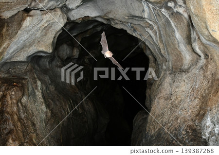 Lesser horseshoe bats flying through a cave 139387268