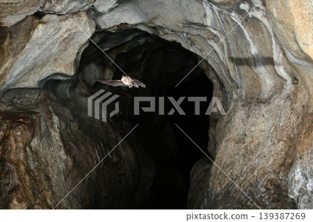 Lesser horseshoe bats flying through a cave 139387269