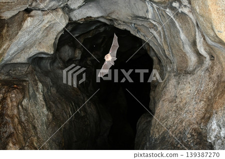 Lesser horseshoe bats flying through a cave 139387270