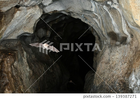 Lesser horseshoe bats flying through a cave 139387271