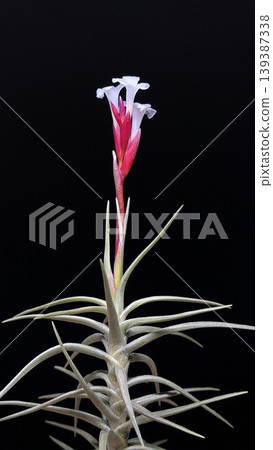 Tillandsia cocoensis Tillandsia cocoensis 139387338