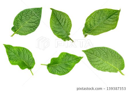 Potato leaves isolated on white background, Solanum tuberosum foliage set 139387353
