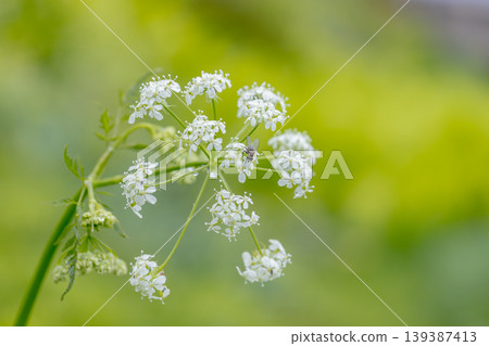 春天盛開的野生細葉芹花和幫助授粉的蒼蠅。 139387413