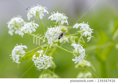 春天盛開的野生細葉芹花和幫助授粉的蒼蠅。 139387416