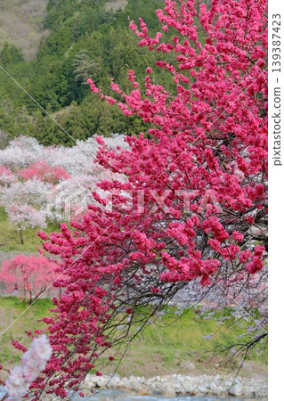 Red peach blossoms against a backdrop of white peach blossoms. Red peach blossoms against a backdrop of white peach blossoms. 139387423