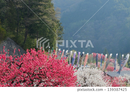 Beyond the fully bloomed peach blossoms, there are many carp streamers. Beyond the fully bloomed peach blossoms, there are many carp streamers. 139387425