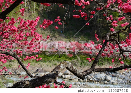 Red peach blossoms blooming along the riverbanks of southern Shinshu Red peach blossoms blooming along the riverbanks of southern Shinshu 139387428