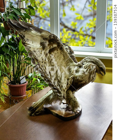 Taxidermy bird with spread wings on table in biology classroom, educational specimen 139387514