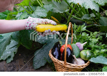 box with harvest of fresh organic bright vegetables on green grass close-up, tomatoes and peppers, carrots and beets 139387555