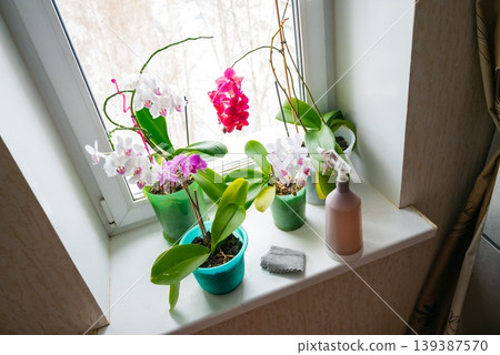 Orchids are cared for indoors at home Orchids are cared for indoors at home 139387570