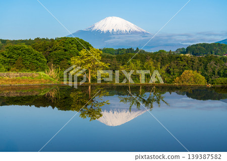 大山町竹下的稻田中倒映著富士山 大山町竹下的稻田中倒映著富士山 139387582