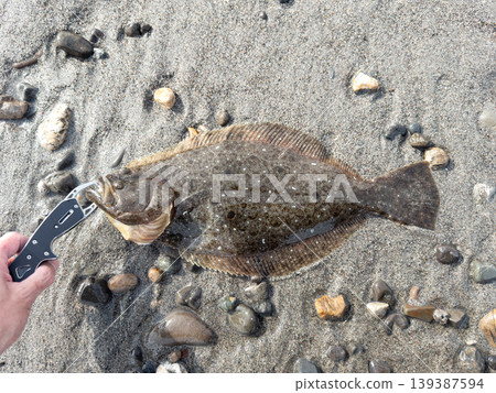 太平洋海浪上新鮮捕獲的比目魚 139387594