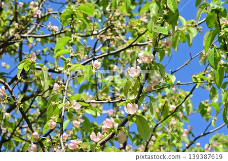 Quince (Rosaceae family) flower Quince (Rosaceae family) flower 139387619