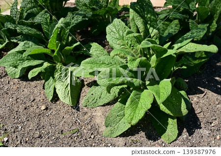 Symphytum (Boraginaceae family), leaves of the Symphytum genus. Symphytum (Boraginaceae family), leaves of the Symphytum genus. 139387976