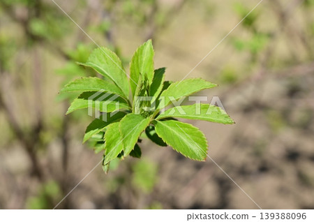 歐洲接骨木(Sambucus屬,五福花科)的葉子 歐洲接骨木(Sambucus屬,五福花科)的葉子 139388096