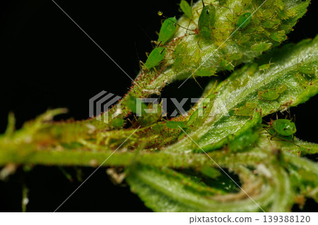 Aphids swarming on young leaves Aphids swarming on young leaves 139388120