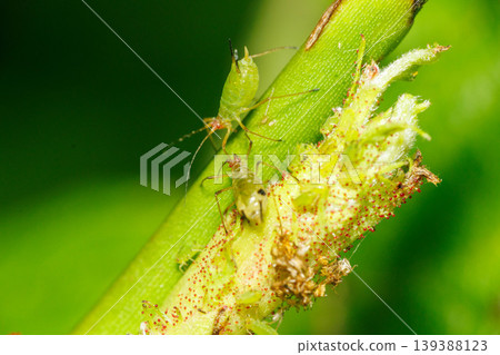 Aphids swarming on young leaves Aphids swarming on young leaves 139388123