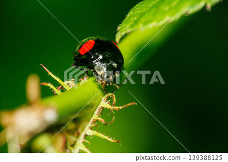 Ladybug eating aphids Ladybug eating aphids 139388125