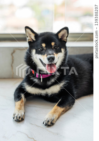 A portrait of a black Shiba Inu lying on a balcony. 139388207