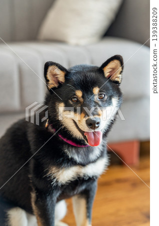 Close-up portrait of a black Shiba Inu dog with a pink collar sitting indoors. Close-up portrait of a black Shiba Inu dog with a pink collar sitting indoors. 139388209
