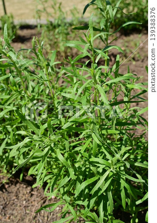 龍蒿(菊科),蒿屬,新鮮綠葉 龍蒿(菊科),蒿屬,新鮮綠葉 139388376
