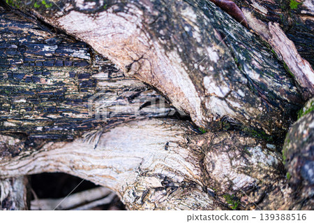 Tree Trunk on Sandy Beach at Pantai Sawarna Tree Trunk on Sandy Beach at Pantai Sawarna 139388516