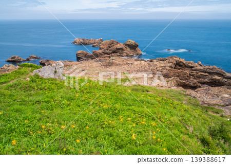 "Aomori Prefecture" Flowers bloom on the shore in early summer at Tanesashi Coast, Hachinohe City 139388617