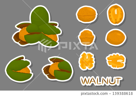 Illustration on theme big set different types walnut in nutshell 139388618