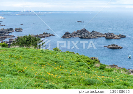 青森縣八戶市種差海岸初夏鮮花盛開 青森縣八戶市種差海岸初夏鮮花盛開 139388635
