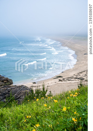 青森縣八戶市種差海岸初夏鮮花盛開 139388697
