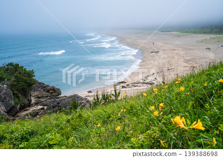 青森縣八戶市種差海岸初夏鮮花盛開 青森縣八戶市種差海岸初夏鮮花盛開 139388698