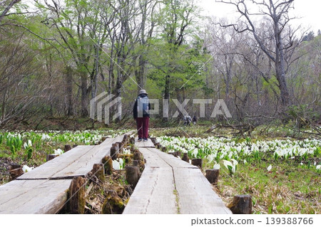 在奧澤的木棧道旁,成簇生長著臭菘。 在奧澤的木棧道旁,成簇生長著臭菘。 139388766