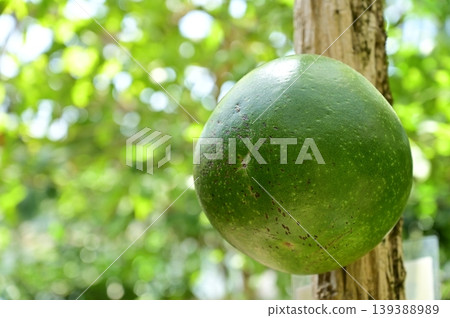 Gourd tree (Bignoniaceae family): Fruit of an evergreen small tree. 139388989