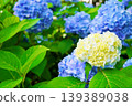 Beautiful blue and white hydrangeas outdoors, evoking the image of the rainy season. 139389038