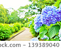 A bright path lined with blue hydrangeas. 139389040