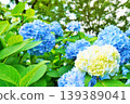Beautiful blue and white hydrangeas blooming outdoors, evoking the image of the rainy season. 139389041