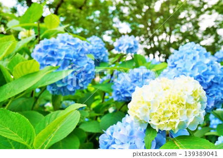Beautiful blue and white hydrangeas blooming outdoors, evoking the image of the rainy season. 139389041