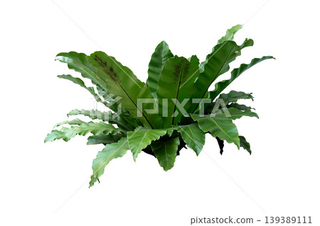 The Bird`s Nest Fern or Asplenium nidus The Bird`s Nest Fern or Asplenium nidus 139389111