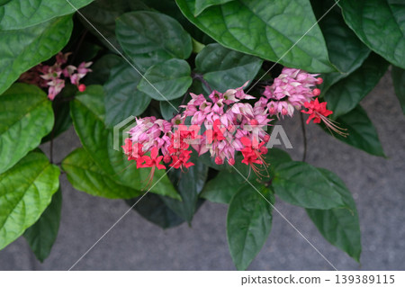 Bleeding heart vine (Clerodendrum thomsoniae) Bleeding heart vine (Clerodendrum thomsoniae) 139389115