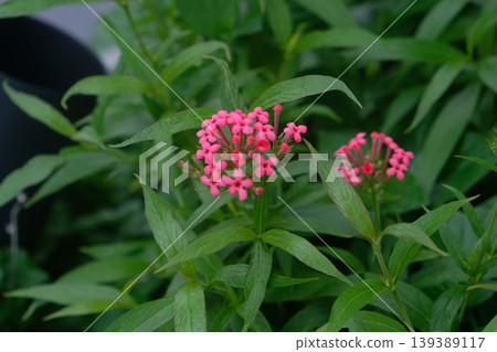 Panama rose (Pink Bush Penta) or Fragrant Pink Panama Rose flower Panama rose (Pink Bush Penta) or Fragrant Pink Panama Rose flower 139389117