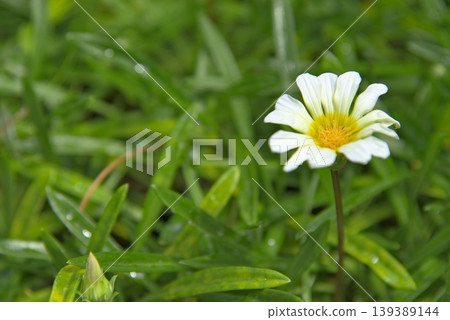  白花 139389144