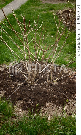 Bare shrub with multiple branches growing from dark soil in a garden setting, surrounded by green grass and a pathway visible in the background 139389181