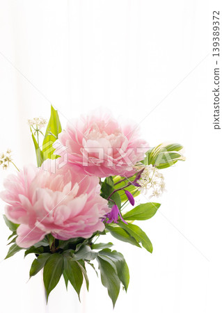 Peony - Shakuyaku G Peony - Shakuyaku G 139389372