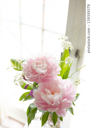 Peony - Shakuyaku O Peony - Shakuyaku O 139389376