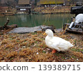 Ducks and ponds 139389715