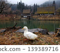 Pond with ducks 139389716