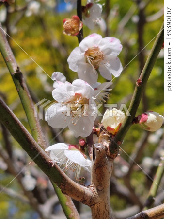 White plum blossoms herald the coming of spring White plum blossoms herald the coming of spring 139390107